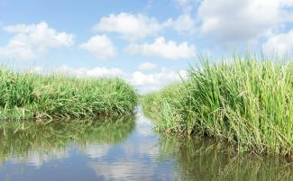 Louisiana wetlands