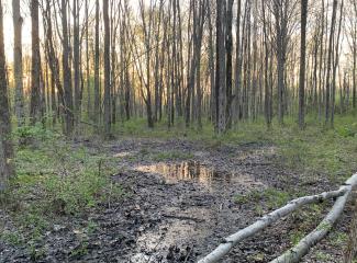 A shallow and humble vernal pool holds a secret under its surface - thousands of