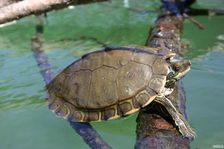 The Pearl River map turtle, unrecognized as a species by the U.S. government, ha