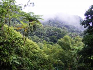 Restoration of forests is one promising approach to carbon dioxide removal.