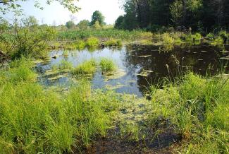 wetland habitat