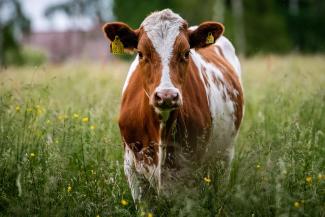Cow in grass field