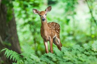 Fawn in forest