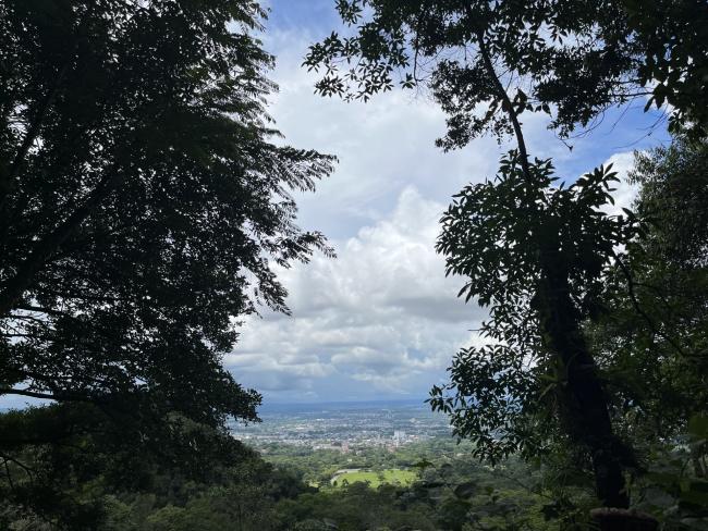 Aerial view from the forest
